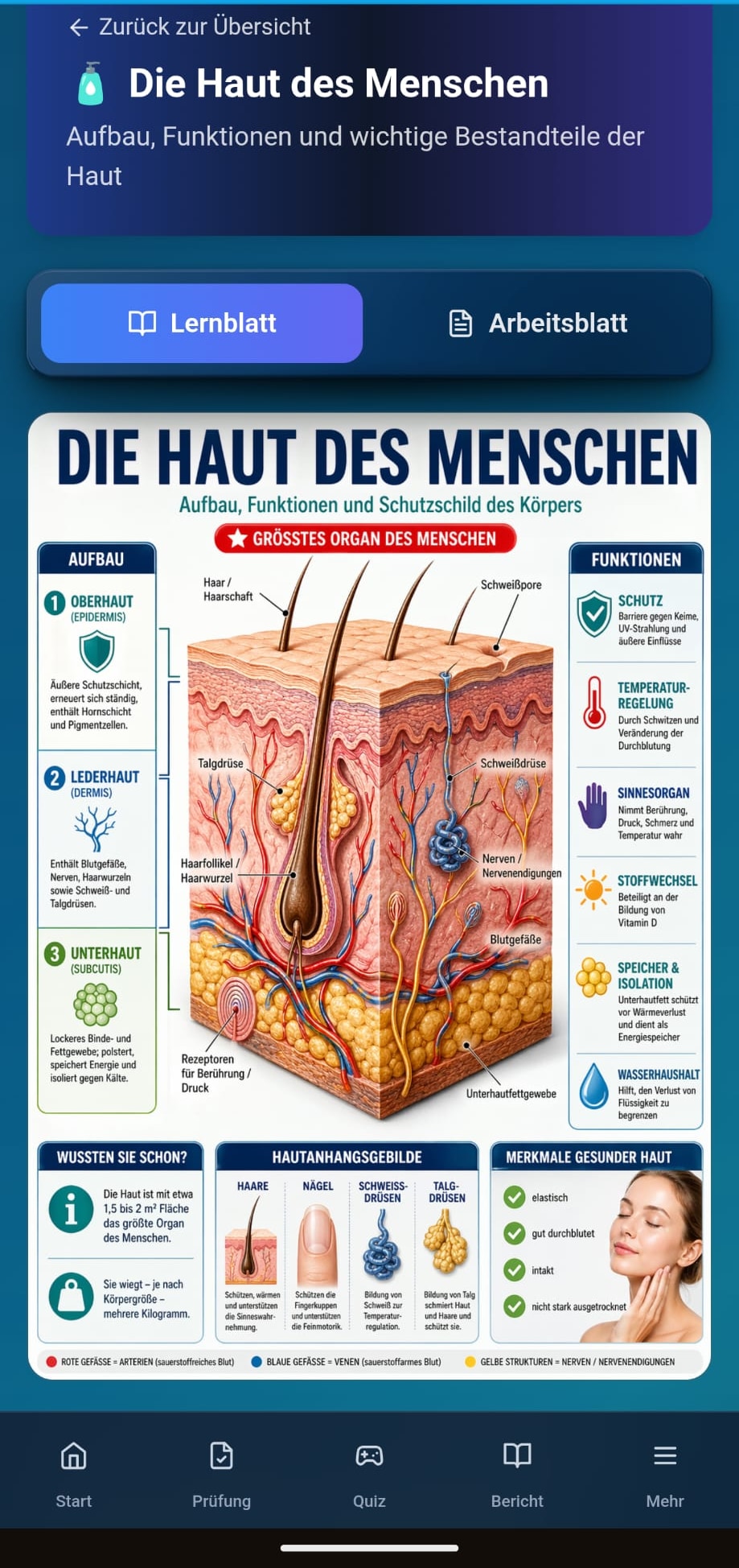 Lernblatt 'Die Haut des Menschen' mit Querschnitts-Grafik und Funktionsübersicht